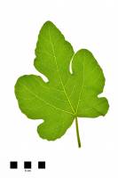 Figuier - feuille sur fond blanc (Ficus carica)